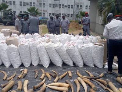 Customs arraign Nigerian, 2 Guineans for smuggling Elephant Tusks, Pangolin Scales