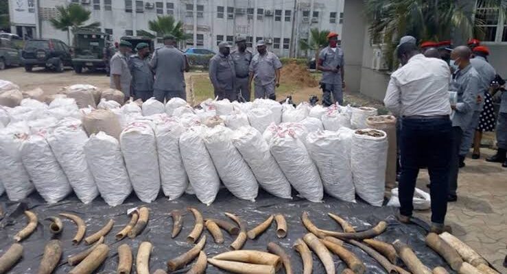 Customs arraign Nigerian, 2 Guineans for smuggling Elephant Tusks, Pangolin Scales