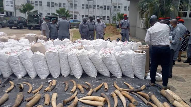 Customs arraign Nigerian, 2 Guineans for smuggling Elephant Tusks, Pangolin Scales
