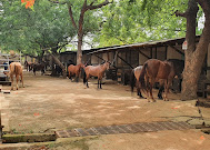 Saddle Club: Police acted lawfully, says SAN