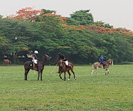 Saddle Club: Police acted lawfully, says SAN