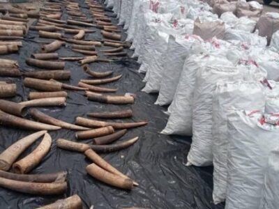 Court convict Vietnamese For Trafficking In Pangolin Scales