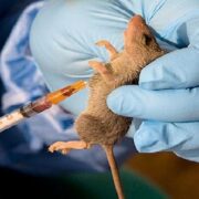 Lassa Fever: NCDC confirms 37 deaths in three weeks