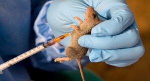 Lassa Fever: NCDC confirms 37 deaths in three weeks
