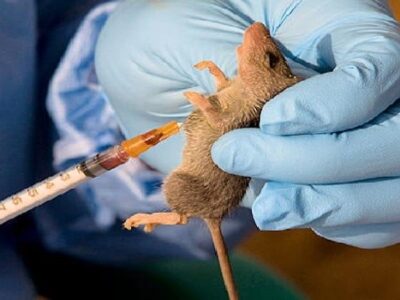 Lassa Fever: NCDC confirms 37 deaths in three weeks