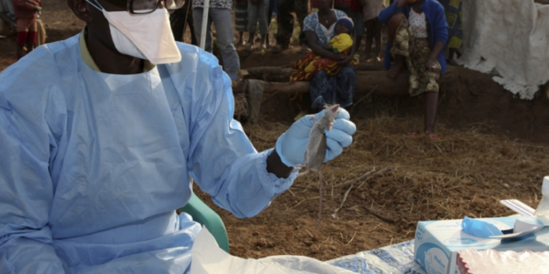 NCDC records 897 Lassa fever cases, 154 deaths