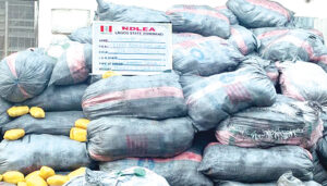 NDLEA intercepts 8,852kg cannabis being escorted by armed men
