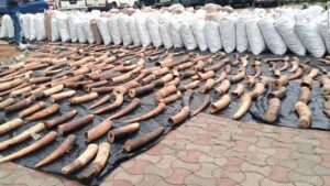 Two men bag 4 years jail-term for unlawful possession of elephant tusks, pangolin scales