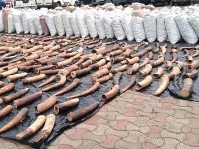 Two men bag 4 years jail-term for unlawful possession of elephant tusks, pangolin scales