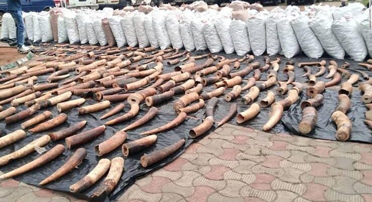 Two men bag 4 years jail-term for unlawful possession of elephant tusks, pangolin scales