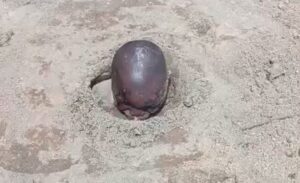 17-Year-Old-Buries-Brother-Alive-Over-N1000-Theft