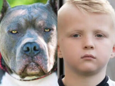 Tragedy-As-Pitbull-Dog-Mauls-7-Year-Old-Boy
