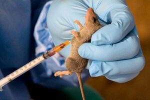 Lassa-Fever-Outbreak-Hits-FCT
