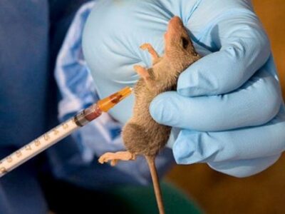 Lassa-Fever-Outbreak-Hits-FCT